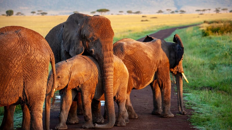 Elephant in cultural setting